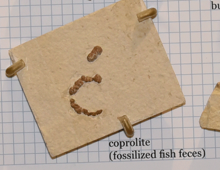 Fossil fish feces, labeled coprolite, forming a c-shape.
