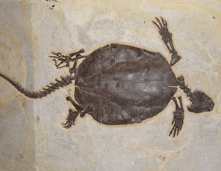 Dark brown fossil turtle facing right on tan stone. The fossil has all 4 feet extended and a tail that is as long as its shell.