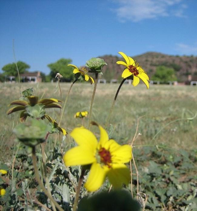 Chocolate Scented Daisy (Berlandiera lyrata)