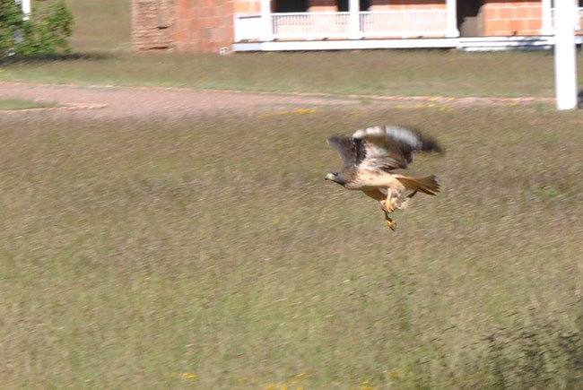 Red-Tailed Hawk