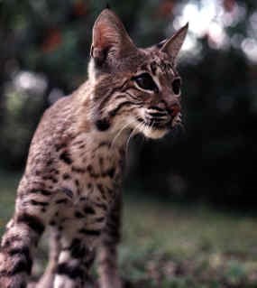 Bobcat