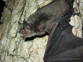 Femal Gray-Bat Femal Gray-Bat