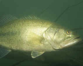 Largemouth Bass