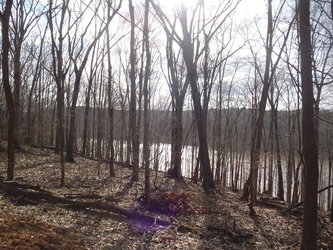 view from the park trails of Cumberland RIver
