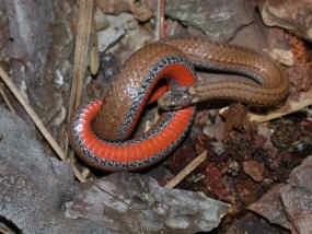 Redbelly Snake
