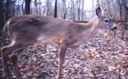 White-tail Doe