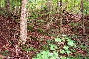 Moss covered outcrop