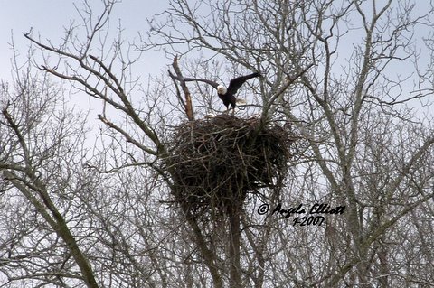 Eagles return to nest at Fort Donelson
