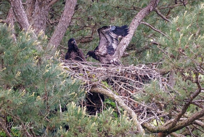 FODO-FledglineEagles2022-EStead two eaglets in the nest