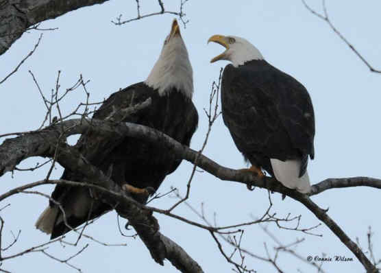 Adult Pair of Nesting Eagles Adult Pair of Nesting Eagles