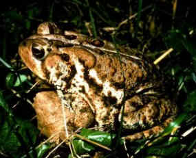 American Toad