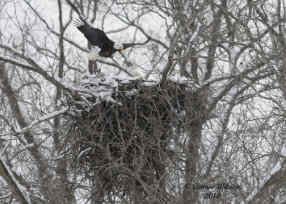 2010 Eagle