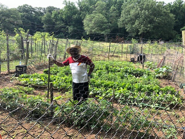 gardener standing in garden