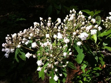 Mountain Laurel