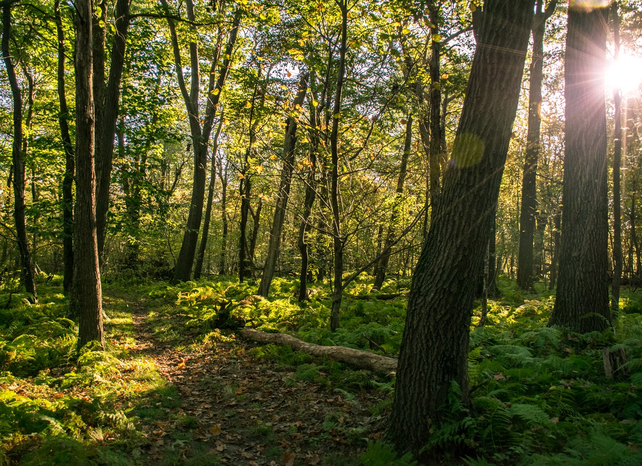 Fort Dupont has some great hiking trails!  NPS Photo by Monica Larcom