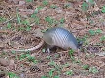 gray armadillo on pine straw