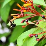 bee on orange flower