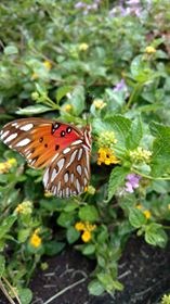 orange butterfly