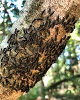 black bugs on tree branch