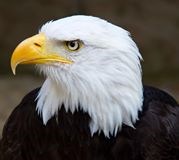 large bird with yellow beak, white and brown body feathers