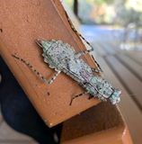 grey insect