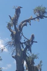 brown and white bird of prey in tree