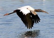 large white and black wading bird