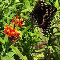 black and yellow butterfly