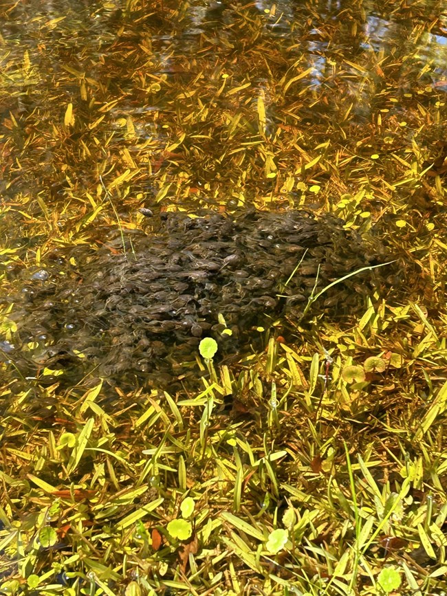 Tadpoles