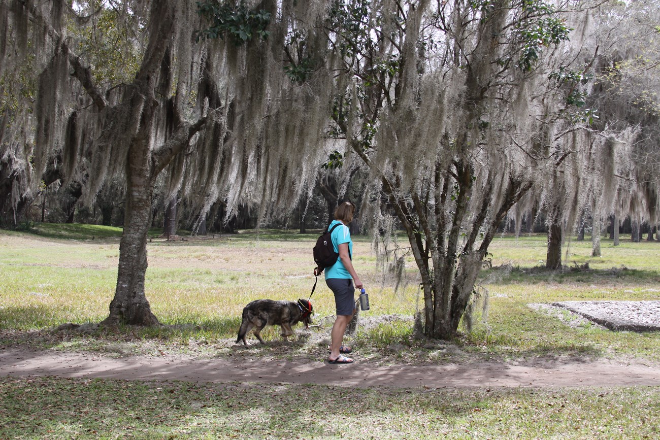 Image of person walking a dog