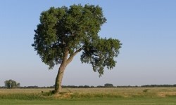 Cottonwood Tree