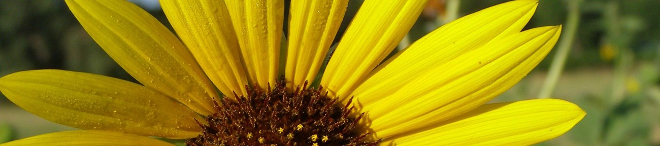 Close up view of a sunflower.