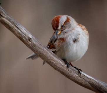 American Tree Sparrow