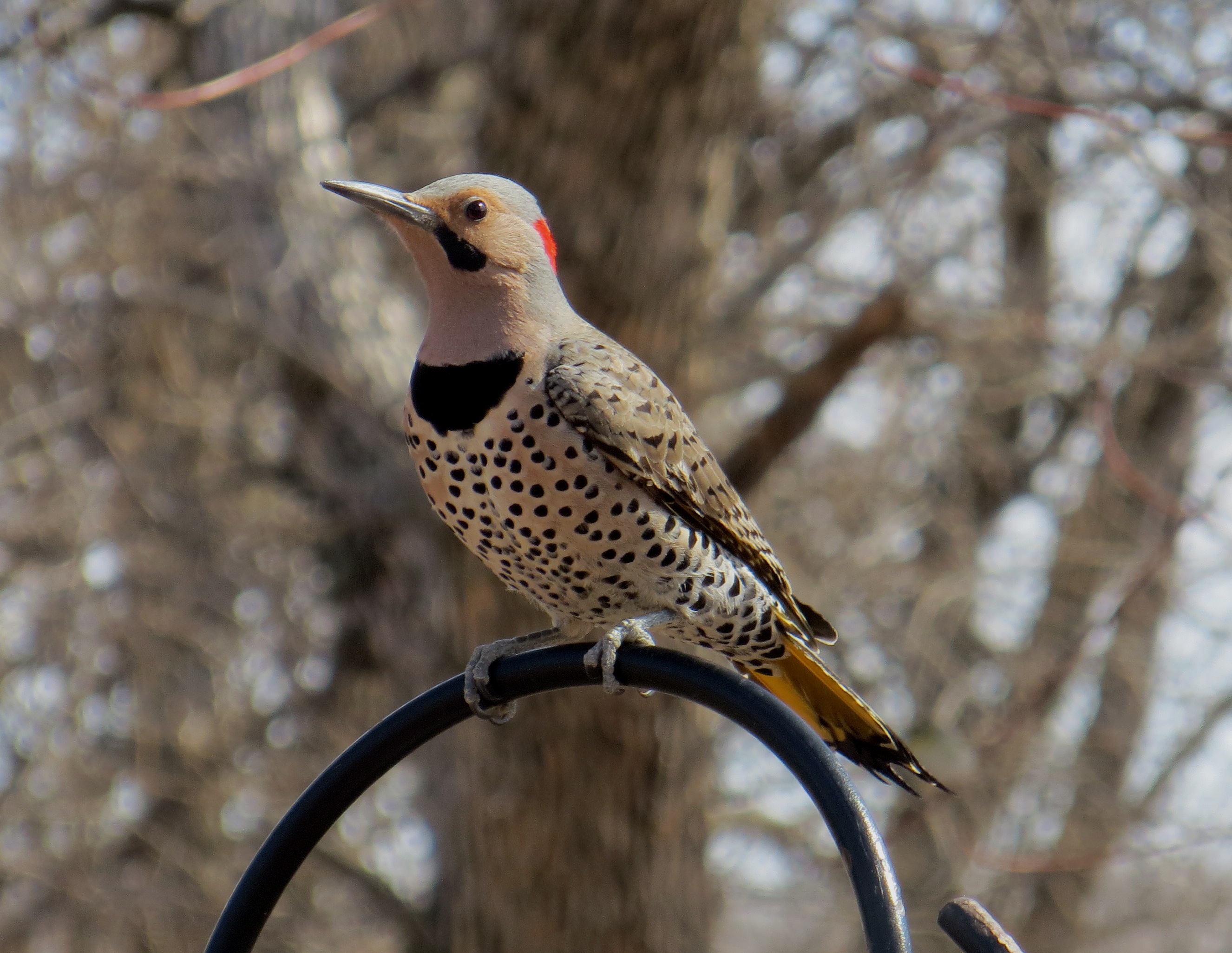 Northern Flicker A northern flicker perched on a wrought iron hoop.