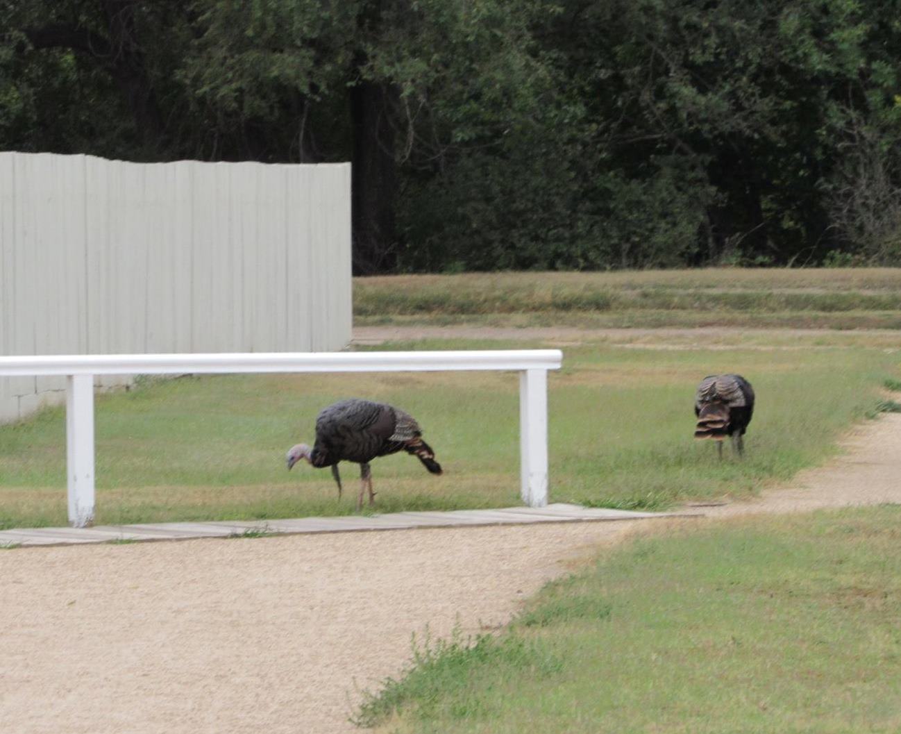 Turkey on the Parade Ground Two turkeys walk on the grass, gravel, and boardwalk at the edge of the fort parade ground.