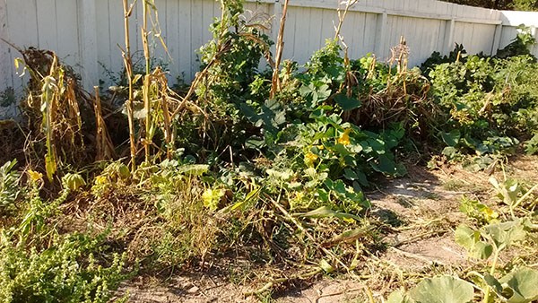 Late season garden with dried plants and few corn and bean plants.
