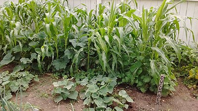 Image of tall corn plants in small garden.