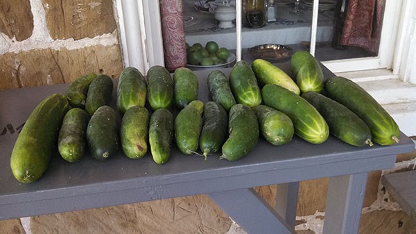Lots of cucumbers sitting on a table.