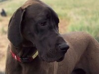 Picture of large brown dog.