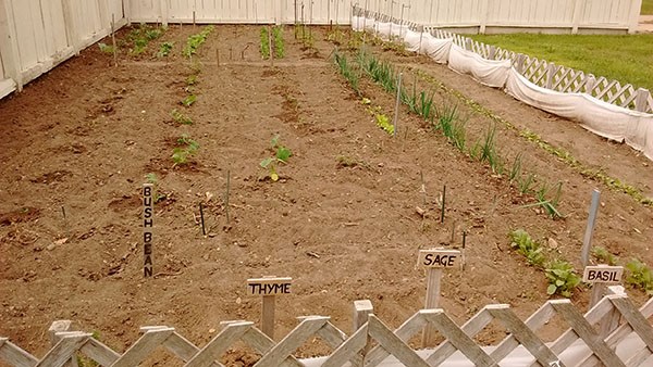 Image of garden with plants just beginning to sprout.