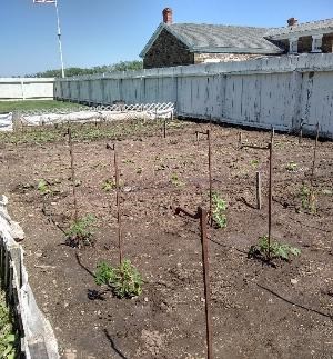 Garden-May 11, 2018 Newly growing plants in the garden.
