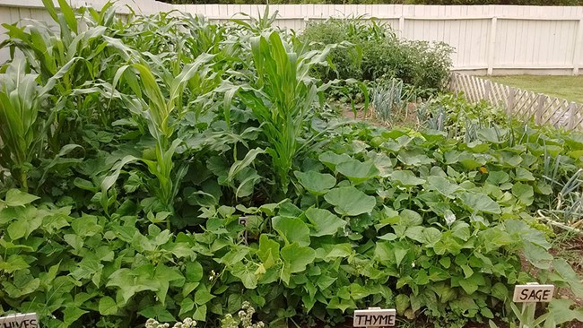 Picture of a vegetable garden.