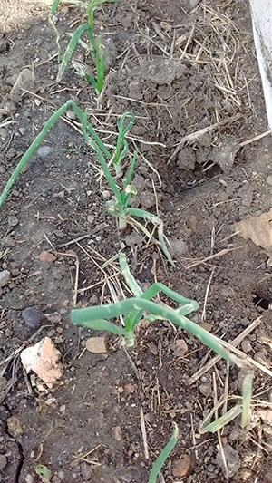 Close up view of green onion stems damaged by hail.