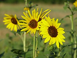 Close up of three yellow flowers.