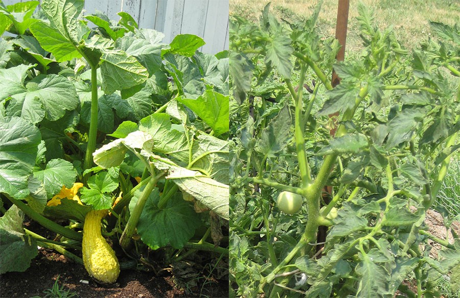 Side by side image of a squash and tomato plant, both with vegetables on them.