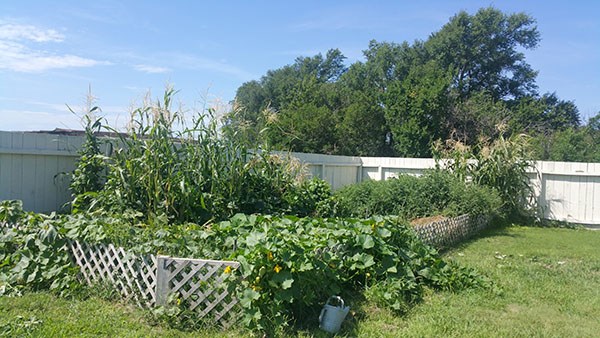 Photo of garden with squash plants growing over the small surrounding fence.