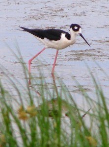 Black-necked stilt