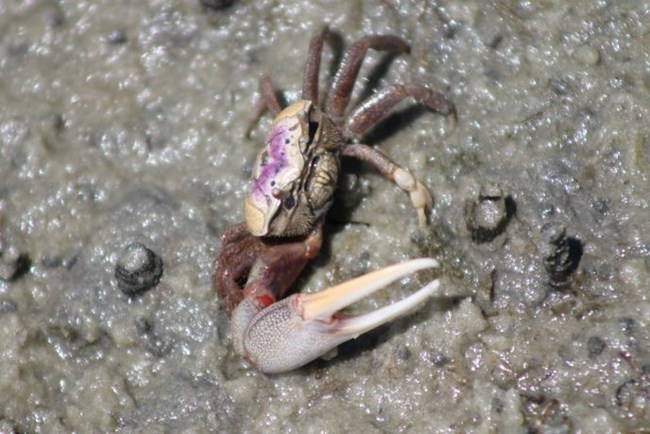Fiddler Crab looking up from mudflat Fiddler Crab looking up from mudflat