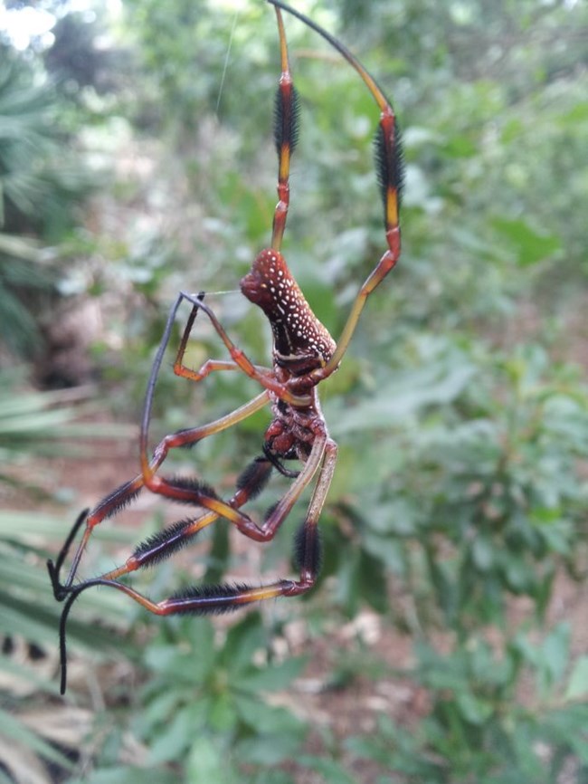 Golden silk spider hanging in its web Golden silk spider hanging in its web