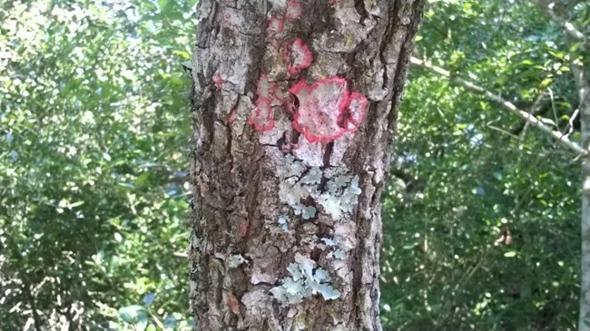 Colorful lichens on bark of tree